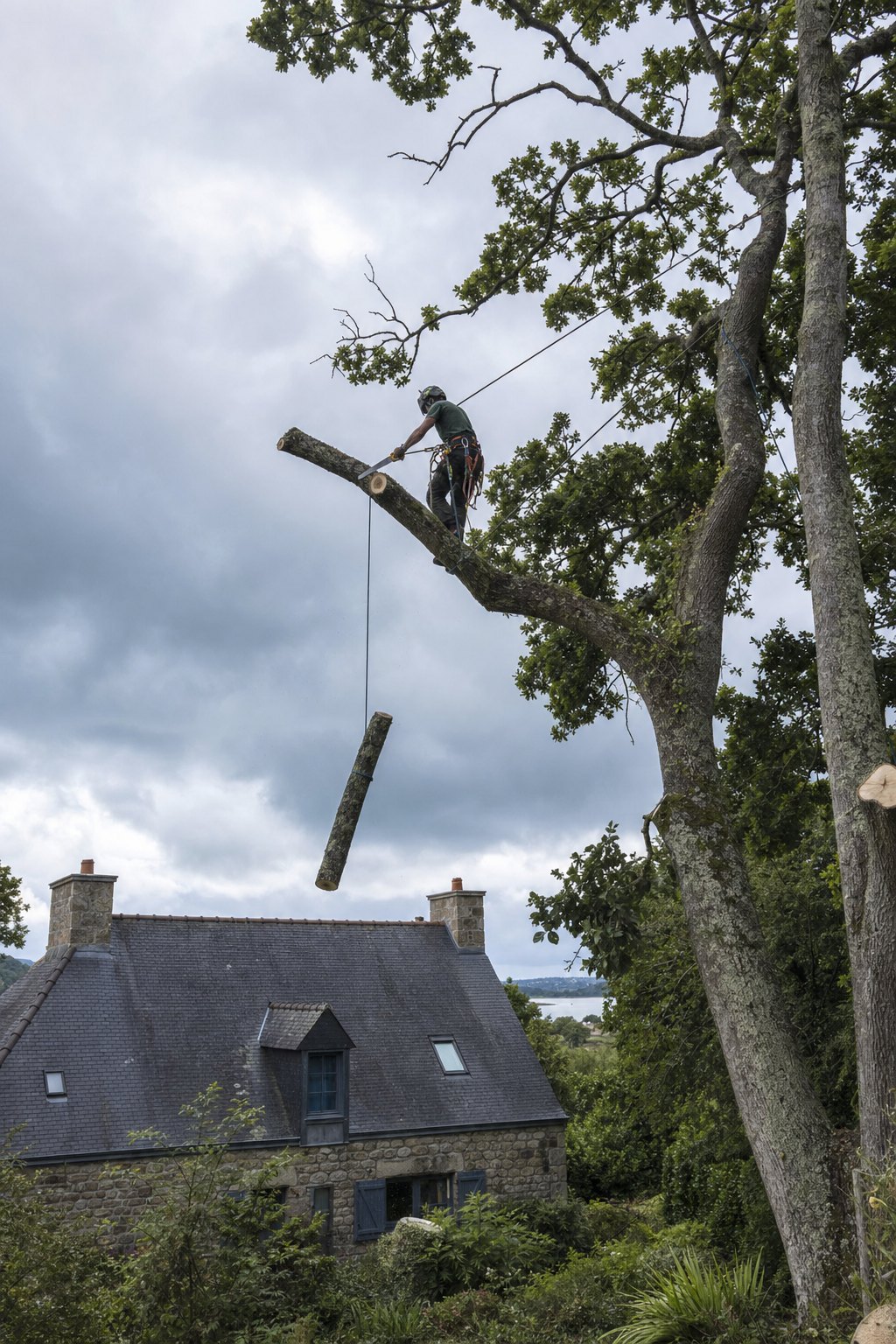 Un élagueur taille une branche de chêne à la scie à main, tronçon retenu par une corde, au-dessus d'une maison bretonne