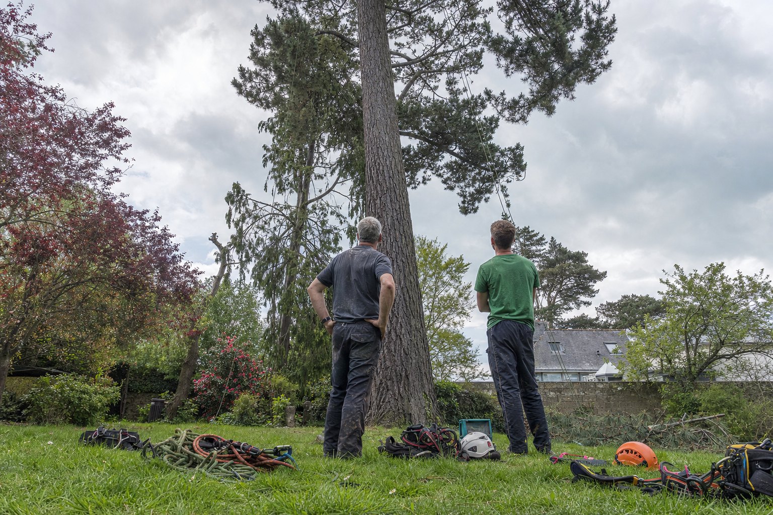 Deux élagueurs de dos au pied d'un grand arbre, regardant la cime