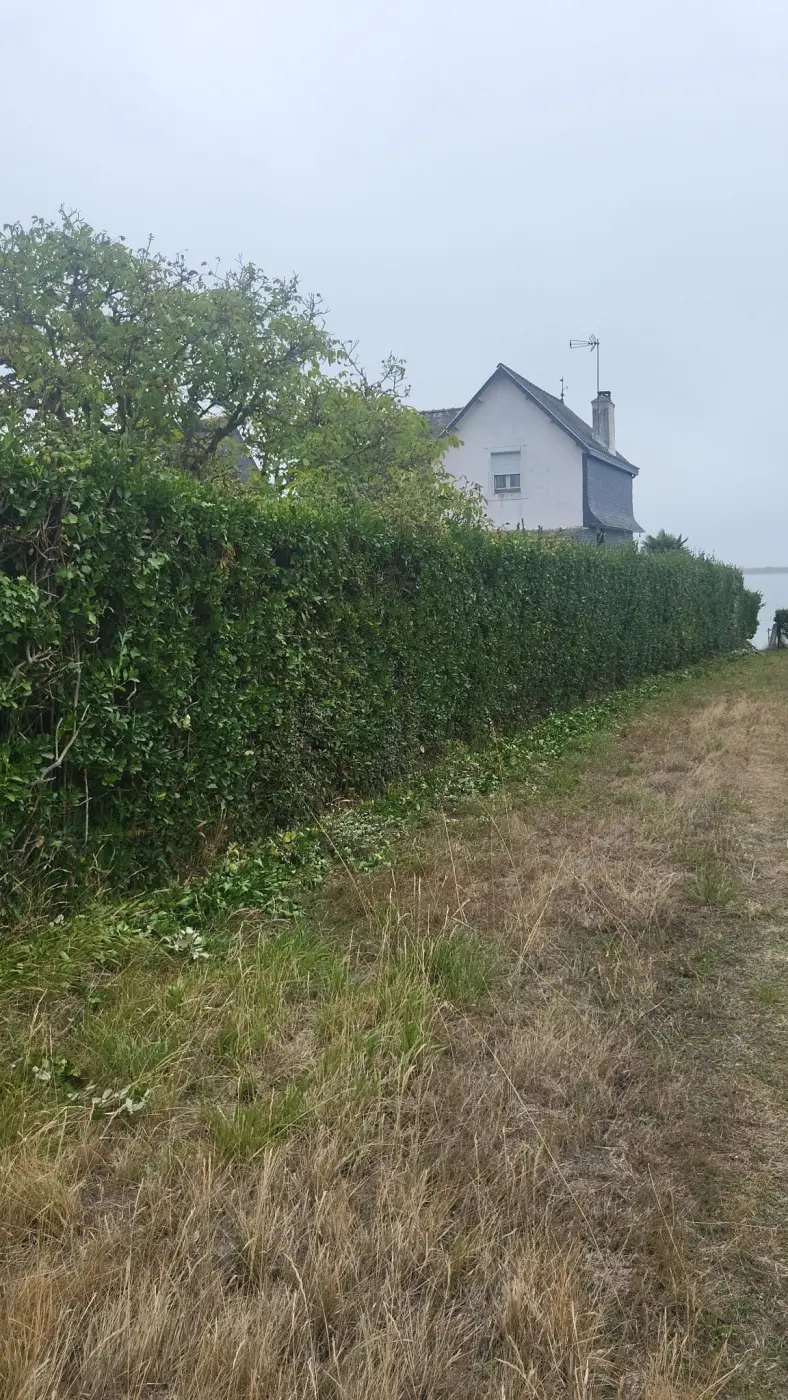 Une haie taillée net le long d'un jardin